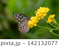 黄色いランタナの花で吸蜜するアサギマダラ 142132077