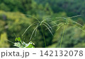 深い森の緑を背景に広がるメヒシバの穂 142132078