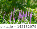 木漏れ日を浴びて咲く紫色のヤブランの花 142132079