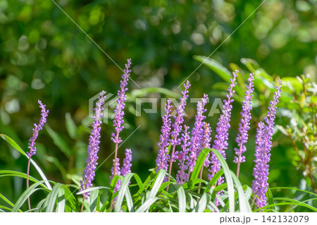 木漏れ日を浴びて咲く紫色のヤブランの花 木漏れ日を浴びて咲く紫色のヤブランの花 142132079