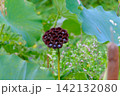 初秋の蓮池に残るハスの花托と実 142132080