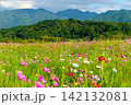 山並みを背景に満開に広がる秋のコスモス畑 142132081