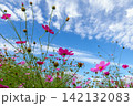 青空と白い雲に向かって咲き誇る秋のピンクのコスモス 142132083