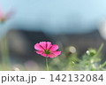 柔らかな光に透ける一輪のピンクのコスモスの後ろ姿 142132084