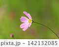 緑の背景に凛と咲く一輪の薄ピンクのコスモス 142132085