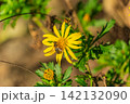ユリオプスデージーの黄色い花にとまるホソヒラタアブ 142132090