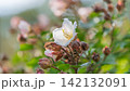 逆光の光に透けるスイフヨウの白い花と背景のボケ 142132091
