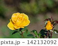 日差しを浴びて咲く黄色いバラの花と蕾 142132092