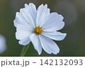 白い花びらを大きく広げて咲く一輪のコスモス 142132093