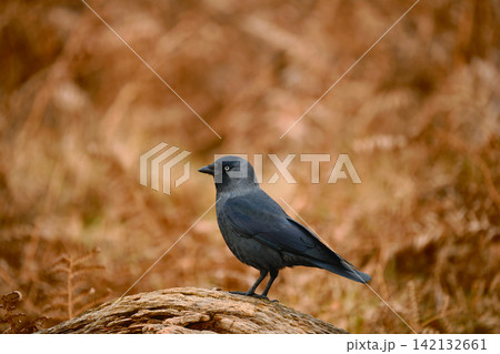 Jackdaw Perched on Fallen Tree in Richmond Park Jackdaw Perched on Fallen Tree in Richmond Park 142132661