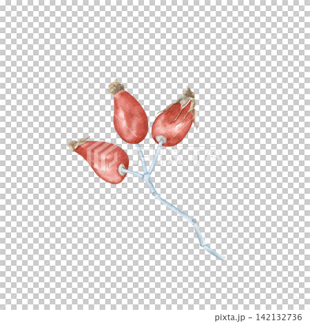 Rose hip branch with red berries watercolor isolated illustration. Hand drawn botanical autumn cliprt for seasonal design, tea packaging, healing herbs and greeting cards. Detailed drawing. Rose hip branch with red berries watercolor isolated illustration. Hand drawn botanical autumn cliprt for seasonal design, tea packaging, healing herbs and greeting cards. Detailed drawing. 142132736
