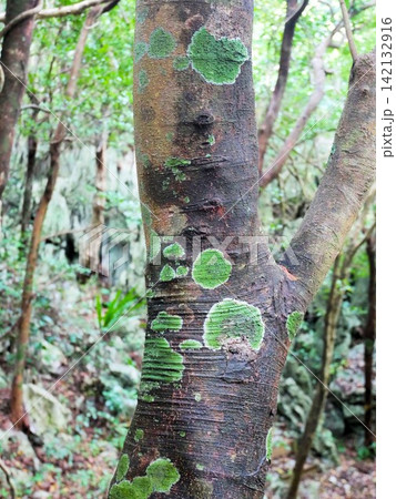 苔が生えている木 (沖縄・やんばる) 苔が生えている木 (沖縄・やんばる) 142132916