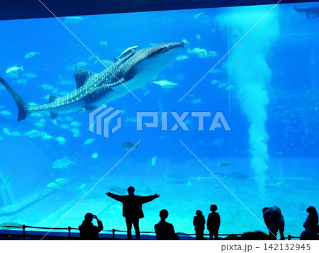 沖縄美ら海水族館 ジンベイザメの水槽 沖縄美ら海水族館 ジンベイザメの水槽 142132945