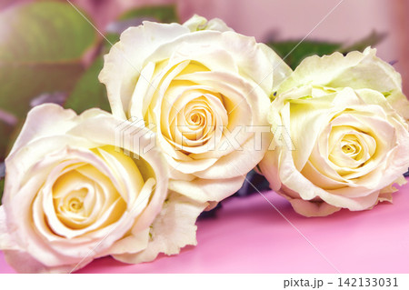 beautiful white roses on a pink background. place for text. top view background beautiful white roses on a pink background. place for text. top view background 142133031