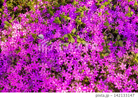 Closeup pink flowers with green leaves in the park outdoor. Beautiful spring blossom under sunlight in the garden and natural background at spring or summer season. Nature concept. 142133147