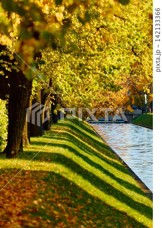 Lebyazhya kanavka embankment to the engineering palace, Trees with yellow leaves of the Summer garden in sunny autumn evening, Russia, Saint Petersburg Lebyazhya kanavka embankment to the engineering palace, Trees with yellow leaves of the Summer garden in sunny autumn evening, Russia, Saint Petersburg 142133366