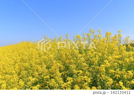 黄色が鮮やかな菜の花畑と青空(宮城県の新江合川の土手) 黄色が鮮やかな菜の花畑と青空(宮城県の新江合川の土手) 142133411