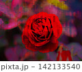 赤いバラ 赤いバラ 142133540