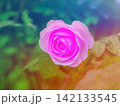 お庭に咲くバラ お庭に咲くバラ 142133545