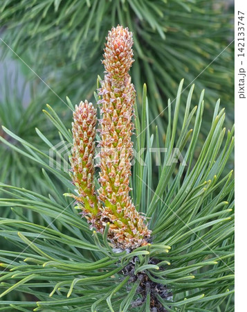 Pine Spring Candles and Green Needles in Close Up Pine Spring Candles and Green Needles in Close Up 142133747