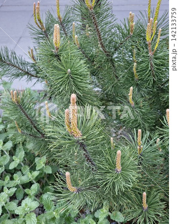 Spring New Growth on Compact Pine Shrub Spring New Growth on Compact Pine Shrub 142133759
