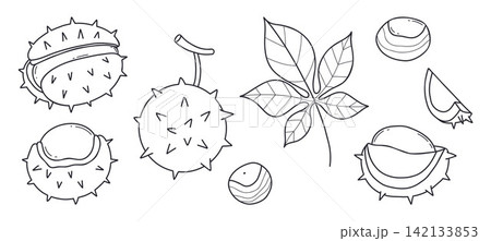 Outline Chestnut Hand Drawn Set. Tree Leaf, Whole, Prickly Shells, Cracked, Empty Husk and Smooth Nut. Botanical Autumn Harvest. Isolated Black Linear Art. Vector Illustrations on White Background. 142133853