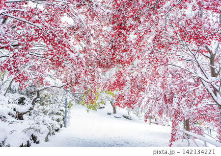 雪化粧のノムラモミジ 天神山緑地 札幌市 雪化粧のノムラモミジ 天神山緑地 札幌市 142134221