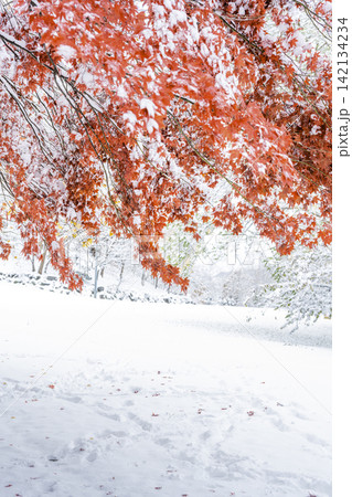 雪化粧の紅葉　天神山緑地　札幌市 142134234