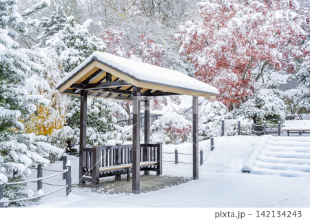 雪化粧の紅葉　天神山緑地　札幌市 142134243