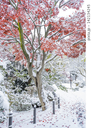 雪化粧の紅葉 天神山緑地 札幌市 雪化粧の紅葉 天神山緑地 札幌市 142134245