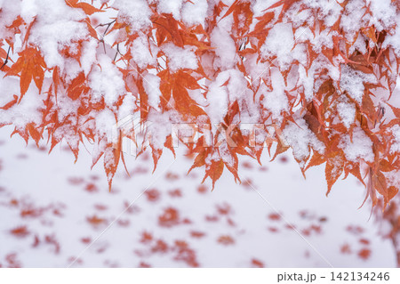 雪化粧の紅葉　天神山緑地　札幌市 142134246