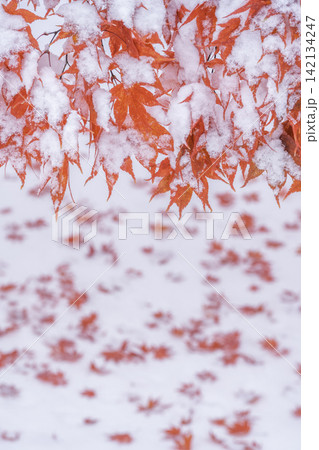 雪化粧の紅葉　天神山緑地　札幌市 142134247