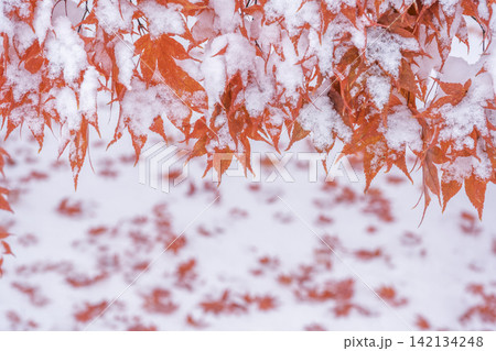 雪化粧の紅葉　天神山緑地　札幌市 142134248