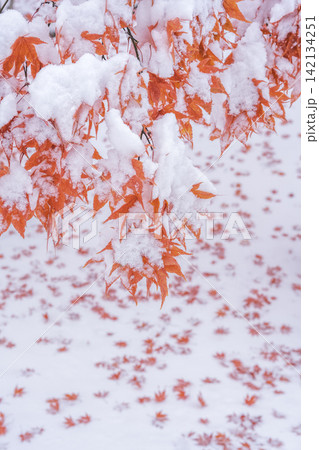 雪化粧の紅葉　天神山緑地　札幌市 142134251