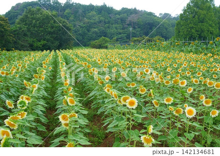 一面満開に咲く白いひまわり【広島県】 一面満開に咲く白いひまわり【広島県】 142134681
