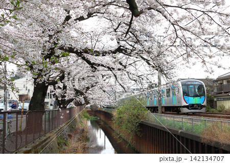 春の石神井川桜並木を行く西武新宿線40000系電車(東京都練馬区) 春の石神井川桜並木を行く西武新宿線40000系電車(東京都練馬区) 142134707