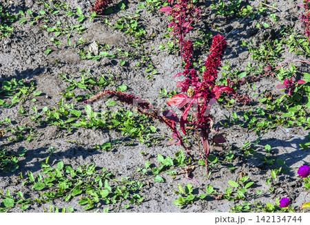 Compact Red Amaranth Plant Growing in Autumn Flower Bed Compact Red Amaranth Plant Growing in Autumn Flower Bed 142134744