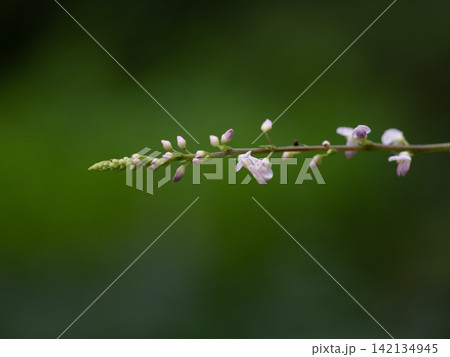 細い花穂のヌスビトハギ 142134945