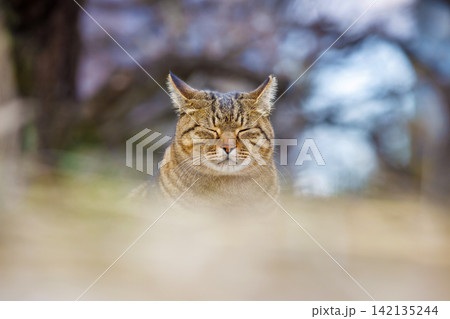 大阪城公園の野良猫 大阪城公園の野良猫 142135244