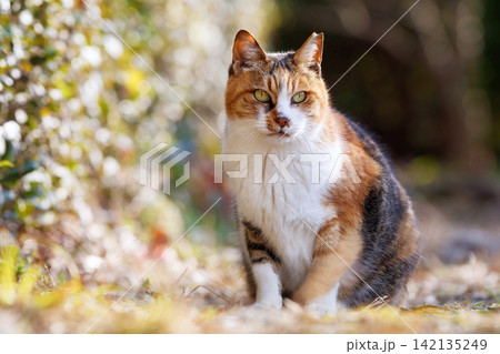 大阪城公園の野良猫 大阪城公園の野良猫 142135249