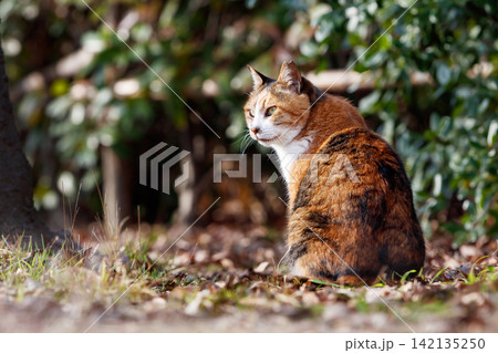 大阪城公園の野良猫 大阪城公園の野良猫 142135250