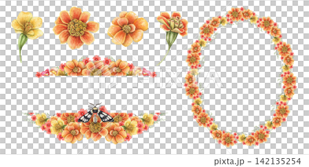 Tagetes patula frame and text divider set watercolor illustration. Hand drawn French Marigold with Wasp Moth in vibrant botanical arrangement. Decorative wreath template for vintage greeting card. 142135254