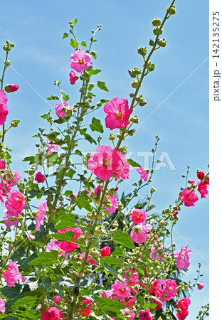 青空に映えるタチアオイの花 青空に映えるタチアオイの花 142135275