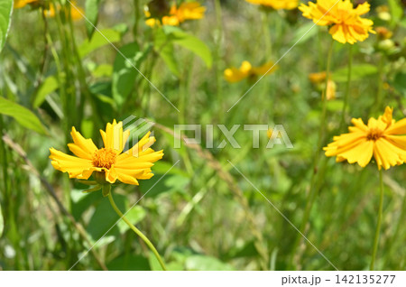 植物:オオキンケイギク キク科 植物:オオキンケイギク キク科 142135277