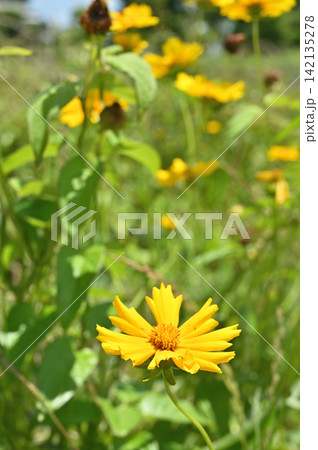 植物：オオキンケイギク　キク科 142135278