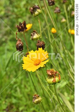 植物:オオキンケイギク キク科 植物:オオキンケイギク キク科 142135280
