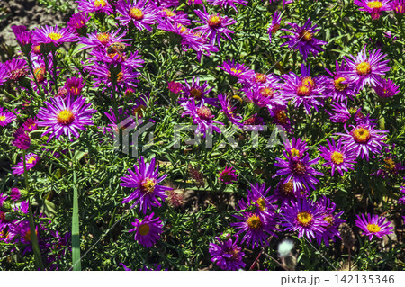 Purple Bushy Aster Flowers with Pollinating Insects in Autumn 142135346