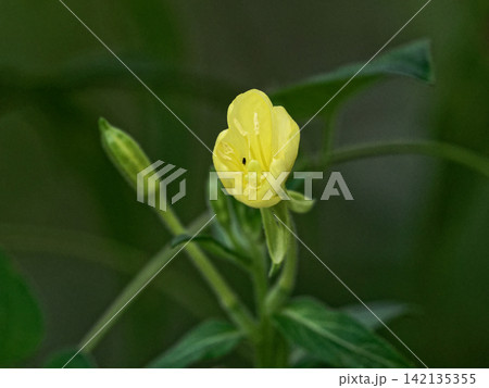 月見草開花 月見草開花 142135355