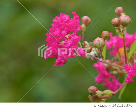 ミソハギ科サルスベリの花 142135370