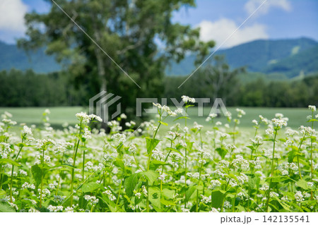 高杖高原のソバの花 142135541